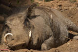 Wart Hog