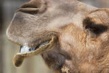 Camels face