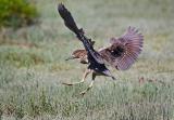 Landing Roadrunner