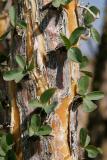 Ocotillo leaves