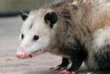 Opossum