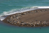 Harbour Seals