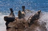 Harbour Seals