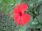 Hibiscus Red 1.jpg