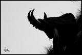 Wild goat silhouet (Capra Ibex) - Swiss Alps.jpg