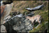 Wild goat (Capra Ibex) - Swiss Alps.jpg