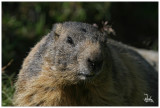 Alpine marmot.jpg