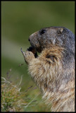 Alpine marmot eating.jpg