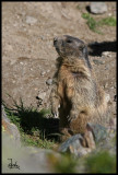 Alpine marmot watch out.jpg