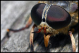 Wales - Insect eyes.jpg