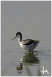 Avocet young close.jpg