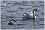 Swan with young.jpg