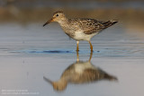 Bcasseau tachet - Pectoral Sandpiper