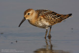 Bcasseau variable - Dunlin