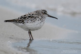 Bcasseau falcinelle - Broad-billed Sandpiper