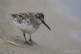 Bcasseau falcinelle - Broad-billed Sandpiper