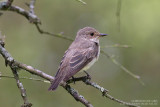 Gobemouche gris - Spotted Flycatcher