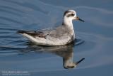 Phalarope  bec large - Grey Phalarope