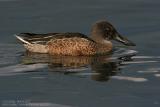 Canard souchet - Northern Shoveler