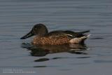 Canard souchet - Northern Shoveler