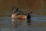 Canard souchet - Northern Shoveler