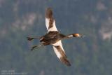 Grbe hupp - Great Crested Grebe