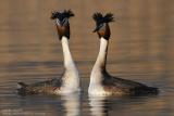 Grèbe huppé - Great Crested Grebe