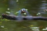 Martin pcheur - Common Kingfisher