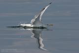 Goland leucophe - Yellow-legged Gull