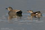 Canard chipeau - Gadwall