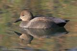 Canard chipeau - Gadwall