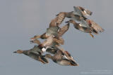 Canard chipeau - Gadwall