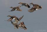 Canard chipeau - Gadwall