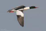 Harle bièvre - Goosander