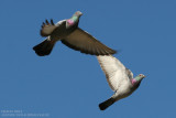 Pigeon biset domestique - Feral Pigeon