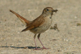 Rossignol philomle - Rufous Nightingale