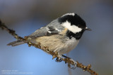 Msange noire - Coal Tit