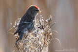 Sizerin cabaret - Lesser Redpoll