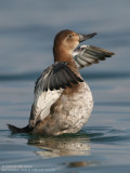 Fuligule milouin - Common Pochard