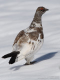 Lagopde alpin - Ptarmigan