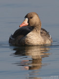 Oie rieuse - White-fronted Goose