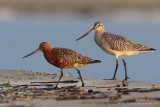 Barge rousse - Bar-tailed Godwit