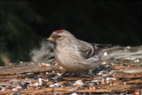 Hoary Redpoll, Berrien County, MI