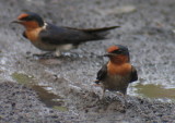 Pacific Swallows