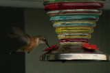 Rufous Hummingbird, Berrien County, MI