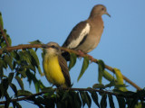 Couchs Kingbird (and White-winged Dove)