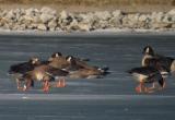 Greater White-fronted Geese, Berrien County, MI