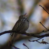 Ovenbird