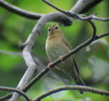 Worm-eating Warbler