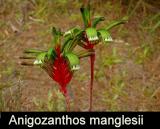 Anigozanthos manglesii